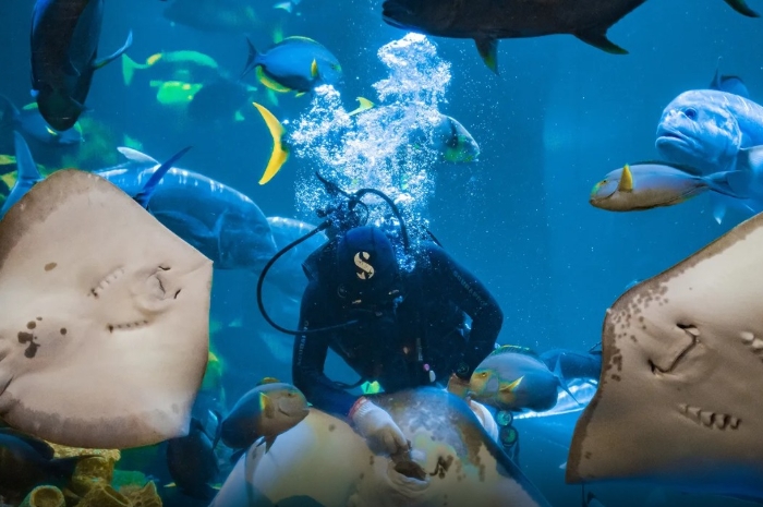 Sea World Ancol Hadirkan Audio Guide Pinalle, Informasi Biota Laut Kini Bisa Didengar Lewat Ponsel