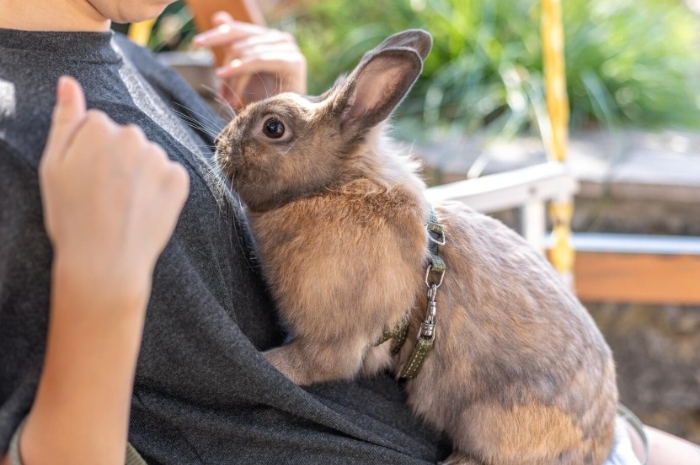 Banyak yang Salah! Ini Cara Memelihara Kelinci agar Panjang Umur