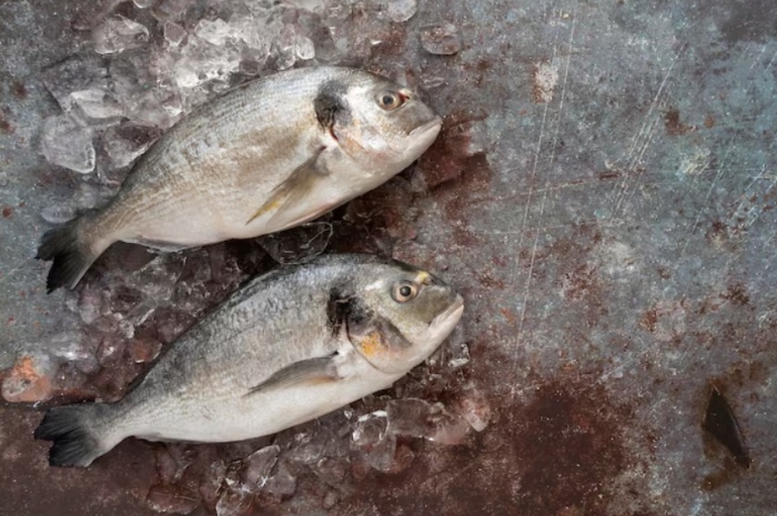 Sering Dianggap Aman, 5 Ikan AIr Tawar Ini Ternyata Berbisa