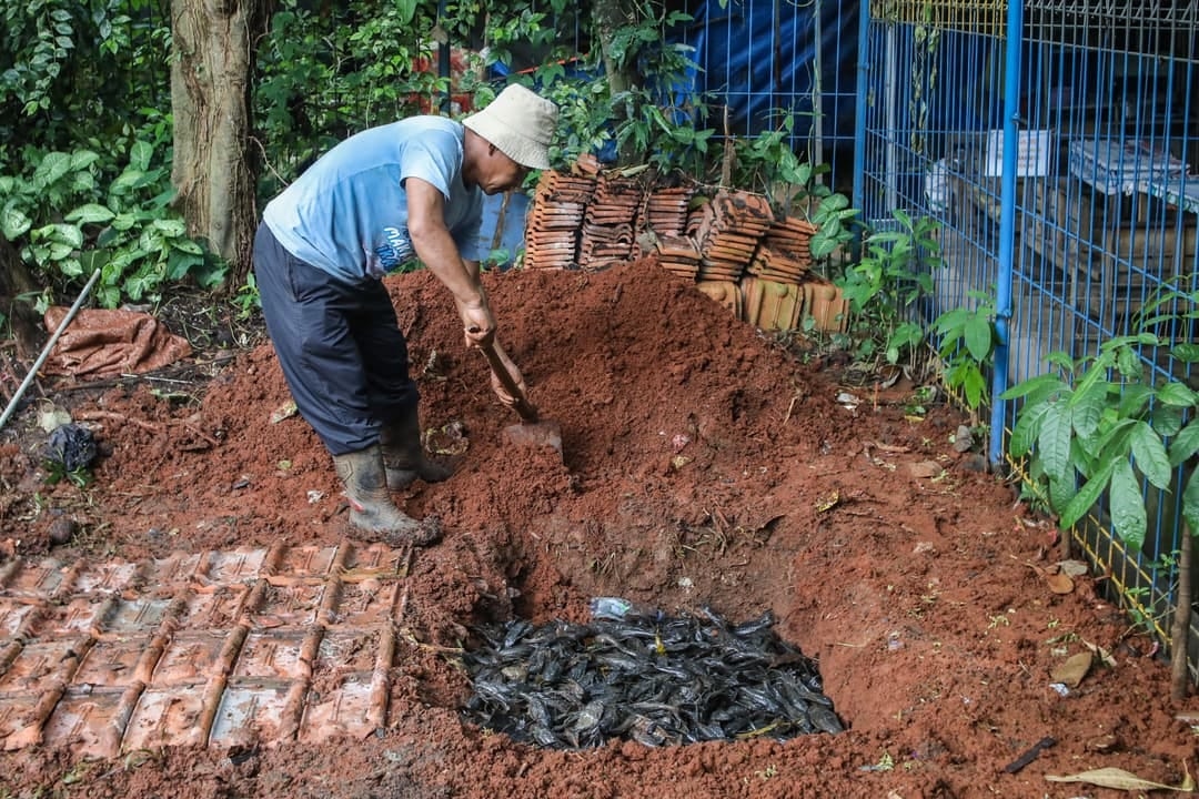 MUI Kritik Pemprov DKI Kubur Hidup-hidup Ribuan Ikan Sapu-Sapu, Begini Penjelasan Dinas KPKP