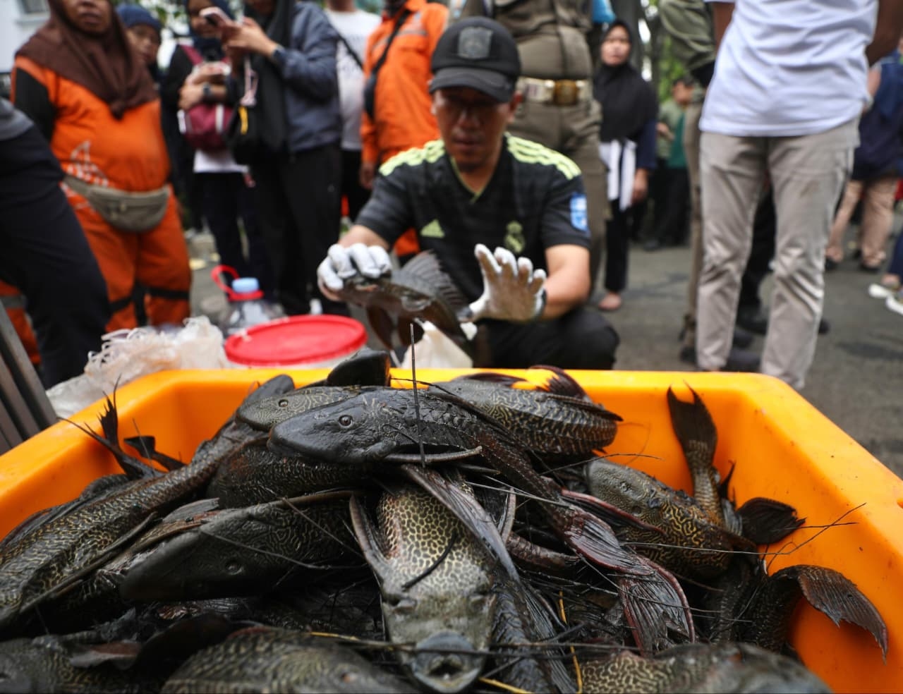 Pemprov DKI Tangkap 68 Ribu Ikan Sapu-Sapu Seberat 6,89 Ton, Ini Rinciannya!