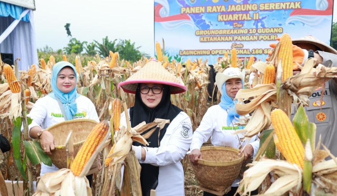 Wabup Tangerang Intan Nurul Hikmah Hadiri Panen Jagung di Cisauk, Perkuat Ketahanan Pangan Lewat Sinergi dengan Polri dan TNI