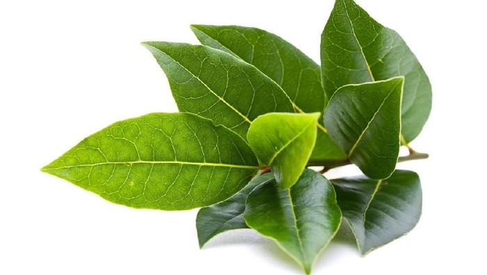 10 Manfaat Daun Salam untuk Kesehatan, Mengobati Asam Urat Hingga Menyuburkan Rambut
