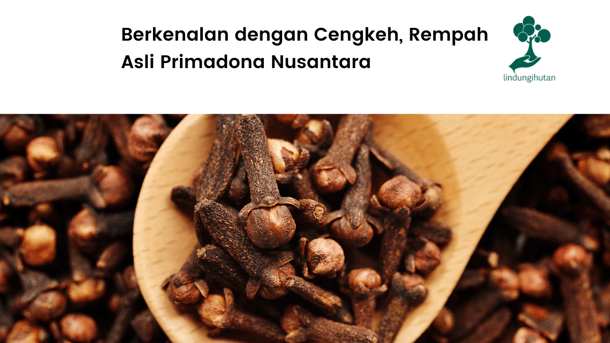 Tidak Hanya Sebagai Penyedap dan Penambah Aroma Masakan, Ini 5 Manfaat Cengkeh untuk Kesehatan
