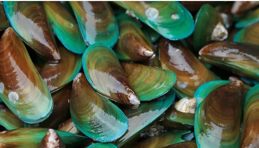Kerang Hijau Sumber Protein dan Kaya Nutrisi untuk Kesehatan, Ini 8 Manfaatnya Bagi Tubuh Kita