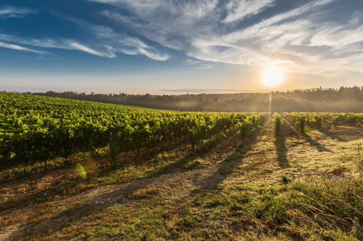 Peneliti: Waspada! Pestisida Pertanian Beresiko Sebabkan Leukimia hingga Kanker Pankreas