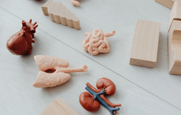 Jangan Sepelekan Kesehatan Usus, Ternyata Sangat Berpengaruh pada Kesehatan Mental hingga Otak