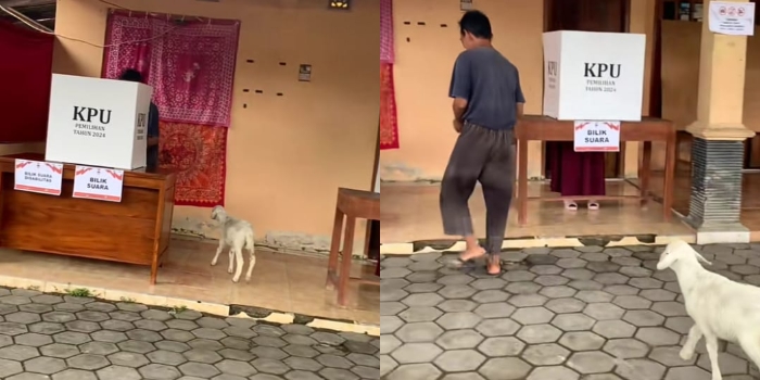 Viral Video Seekor kambing Ikut Datangi TPS saat Pilkada 2024 Bikin Ngakak Netizen