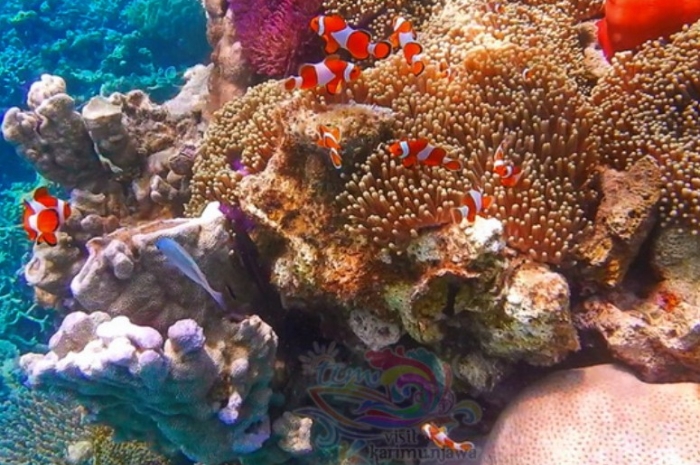 Mau ke Karimunjawa Tanpa Ribet? Coba Rute Baru Susi Air Mulai Juli 2025!