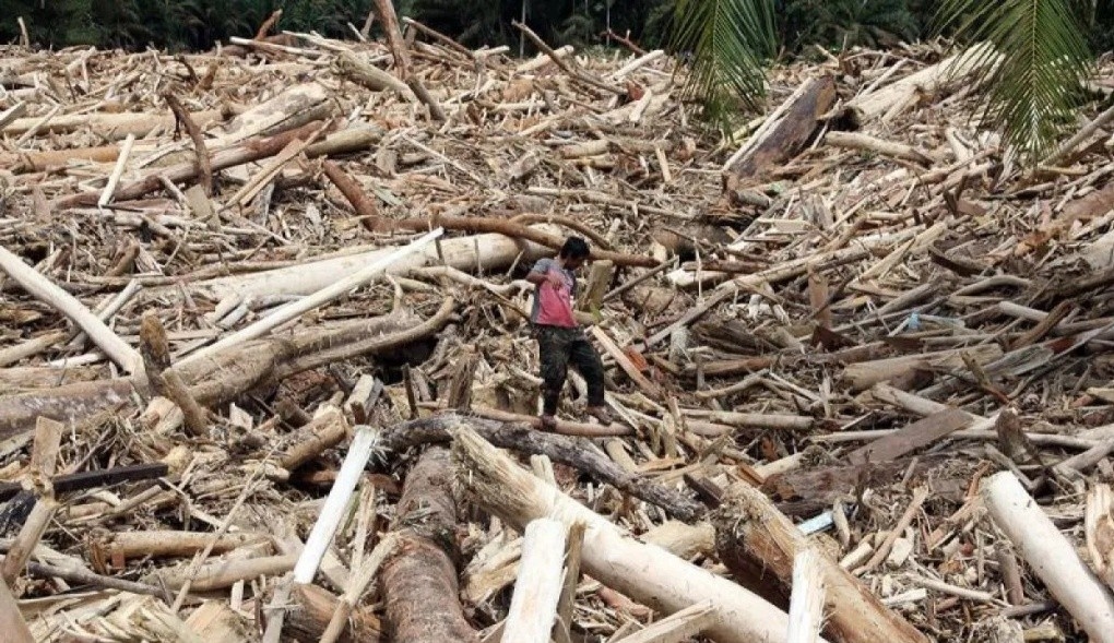 Kemenhut Cabut Izin 750 Ribu Hektare Hutan Imbas Gelondongan Kayu yang Terseret Banjir 