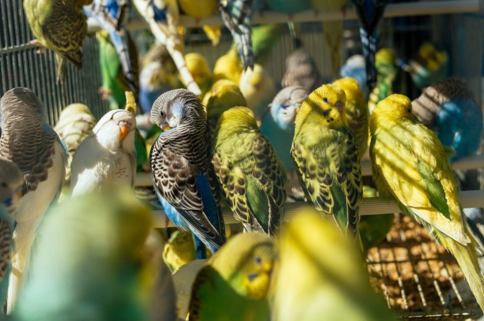 Hobi Pelihara Burung? Kenali Risiko Penyakit Paru dan Cara Aman Mencegahnya