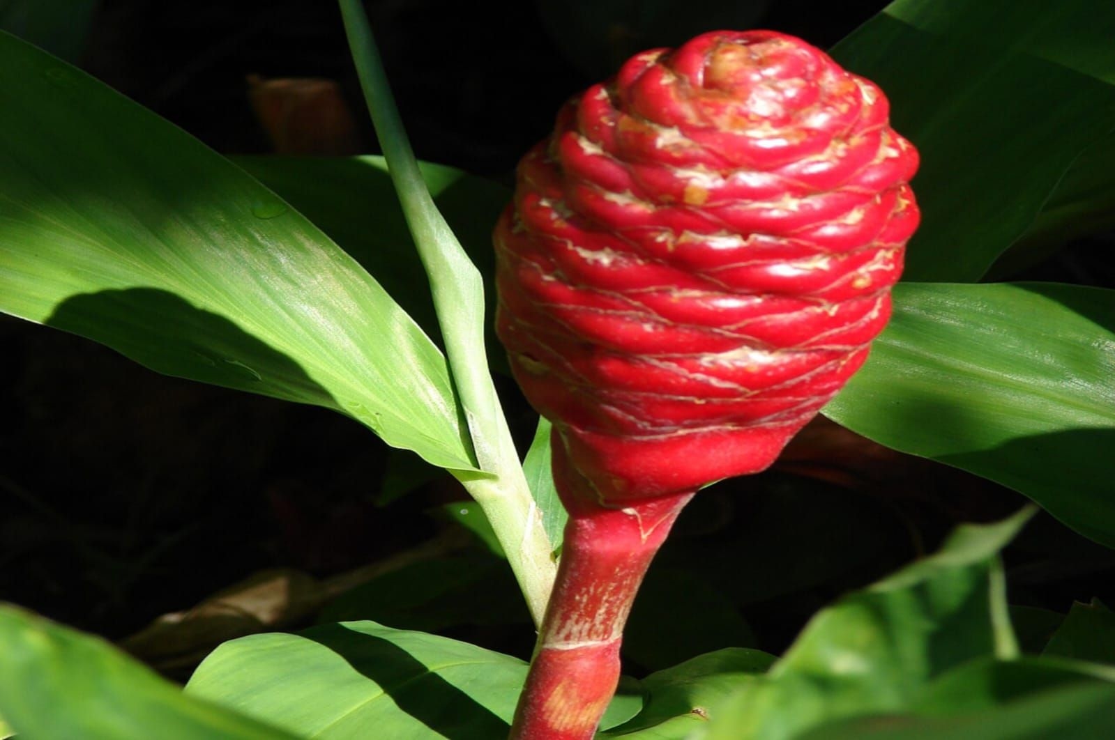 Mengenal Lempuyang, Rempah Nusantara yang Berpotensi Bantu Atasi Penyakit Tipes