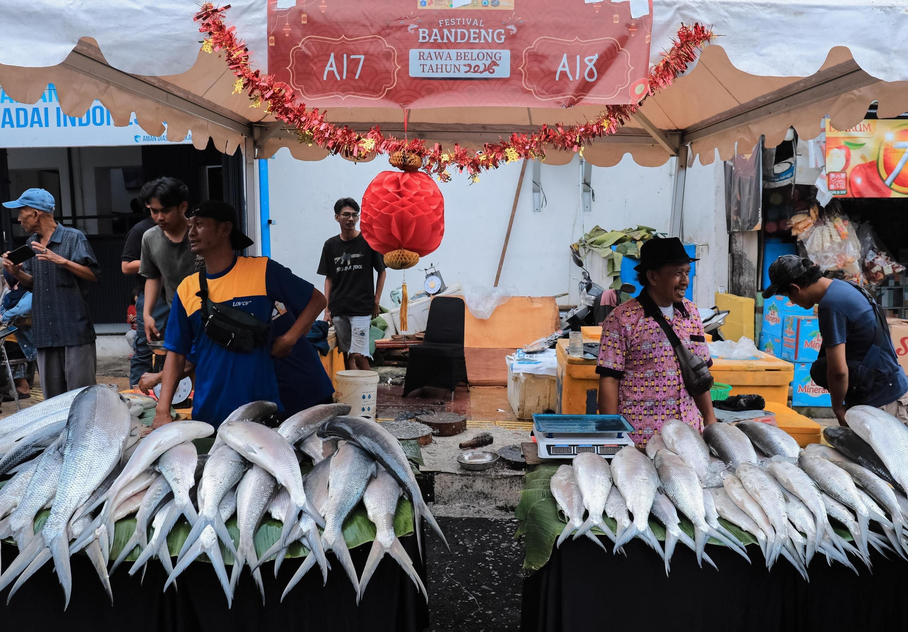 Buka Festival Bandeng Rawa Belong 2026, Pramono Borong 6 Ikan Termasuk Bandeng Raksasa 14 Kg