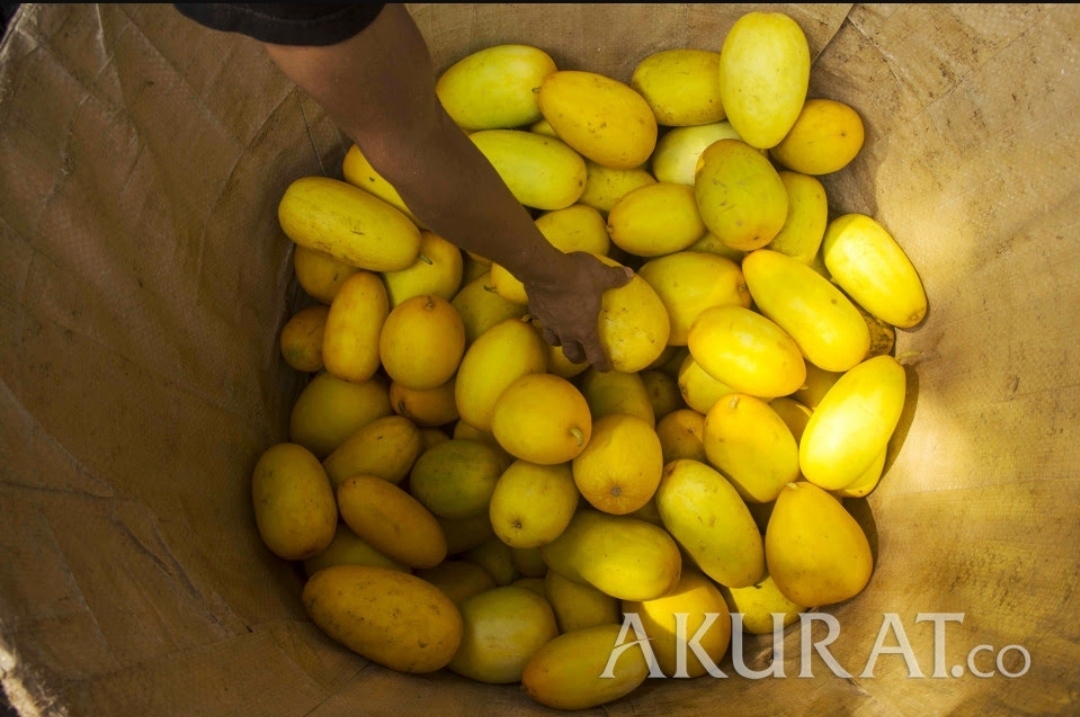 Ini Manfaat Timun Suri yang Wajib Kamu Tahu