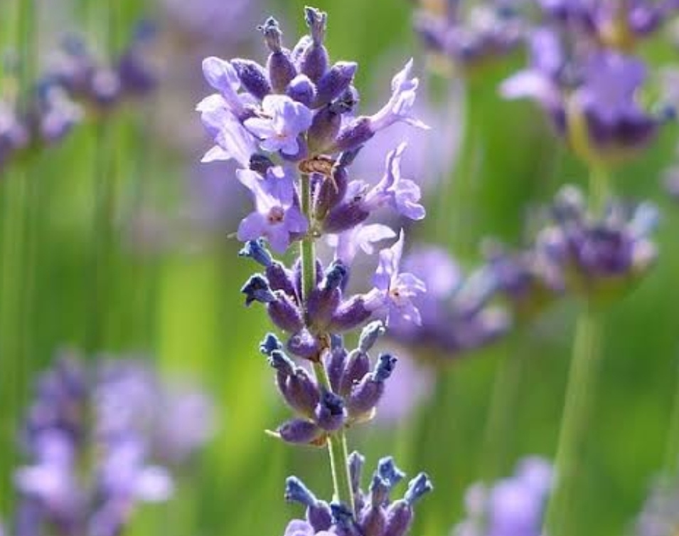 7 Tanaman yang Ampuh Usir Nyamuk dari Rumah, Cocok Ditanam di Halaman Depan