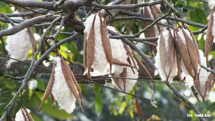 Sejarah Jakarta: Asal Usul Nama Kelurahan Kapuk