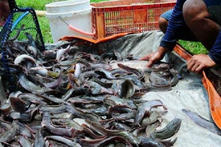 Terlihat Sehat, Ternyata Berisiko! Ini 5 Ikan Sungai yang Sebaiknya Dihindari untuk Dikonsumsi