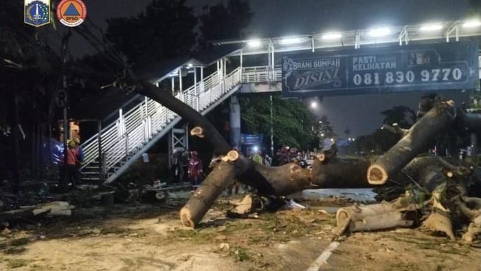 Pohon Tumbang Timpa Pemotor Hingga Tewas di Lenteng Agung, Gubernur Pamono: Seluruh Biaya Ditanggung Pemprov DKI