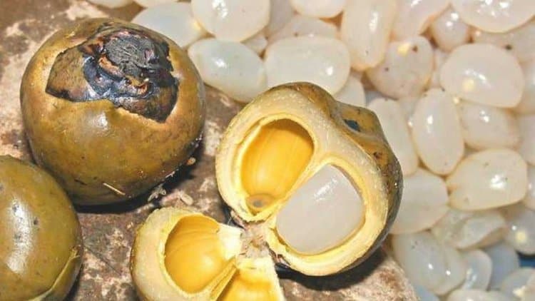 9 Manfaat Buah Lontar, Salah Satunya Mengandung Isotonik Baik untuk Kesehatan Tubuh