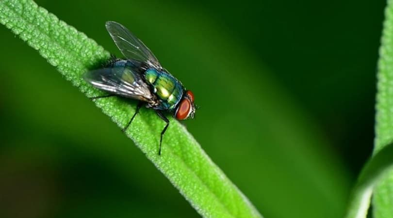 NGERI! 7 Penyakit yang Dibawa Lalat Sekali Terbang