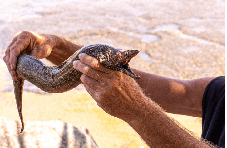 Seorang Pria India Memasukkan Belut Hidup Sepanjang 65cm ke Dalam Tubuhnya hingga Berujung Operasi, Dokter: Belut Itu Sudah Menggigit Ususnya