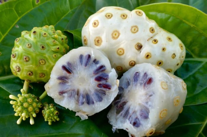 Jarang Disukai, Ternyata Buah Mengkudu Punya 6 Manfaat Mengejutkan!