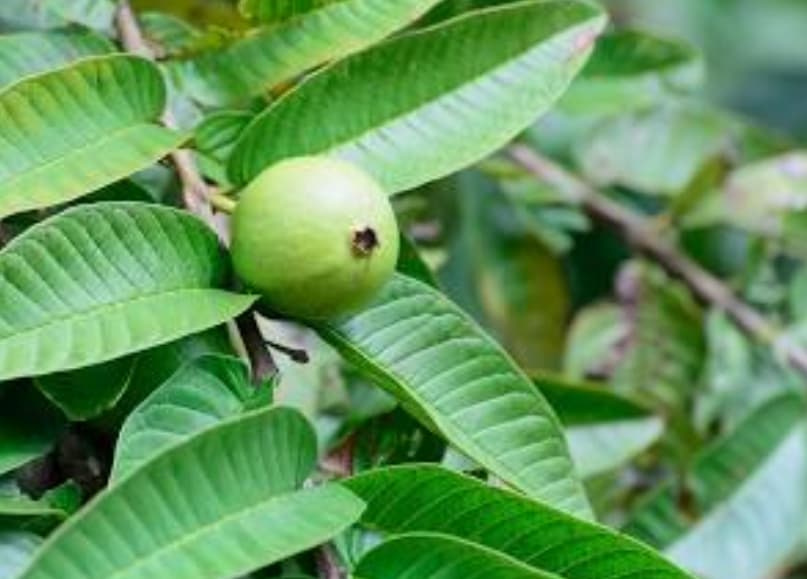 8 Manfaat Jambu Biji untuk Kesehatan, Bisa Jadi Diare hingga Kolesterol