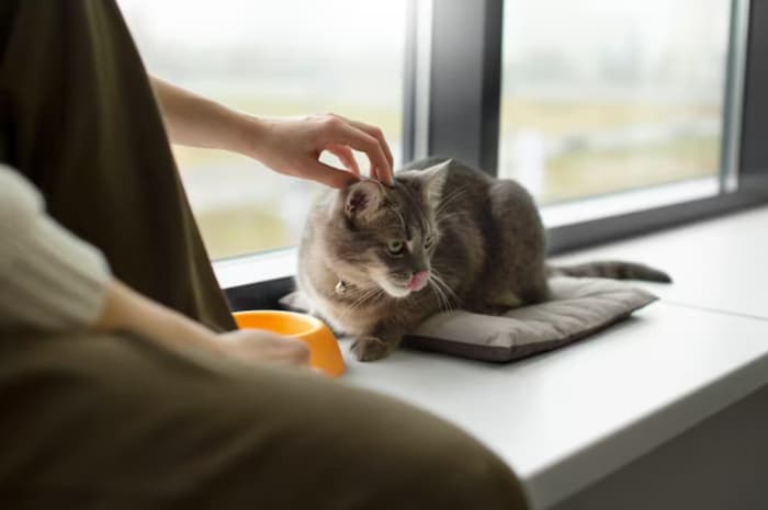 Hobi Main dengan Kucing Bisa Jadi Profesi, Ini Tugas Cat Sitter