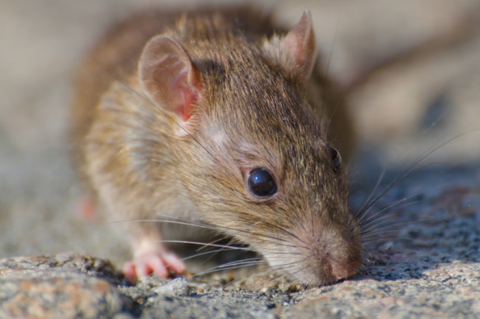 5 Penyebab Tikus Sering Masuk Rumah yang Jarang Disadari