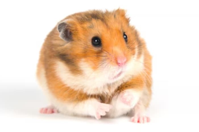 5 Hewan yang Mudah Dipelihara Pemula, Cocok untuk Kamu yang Tak Mau Repot