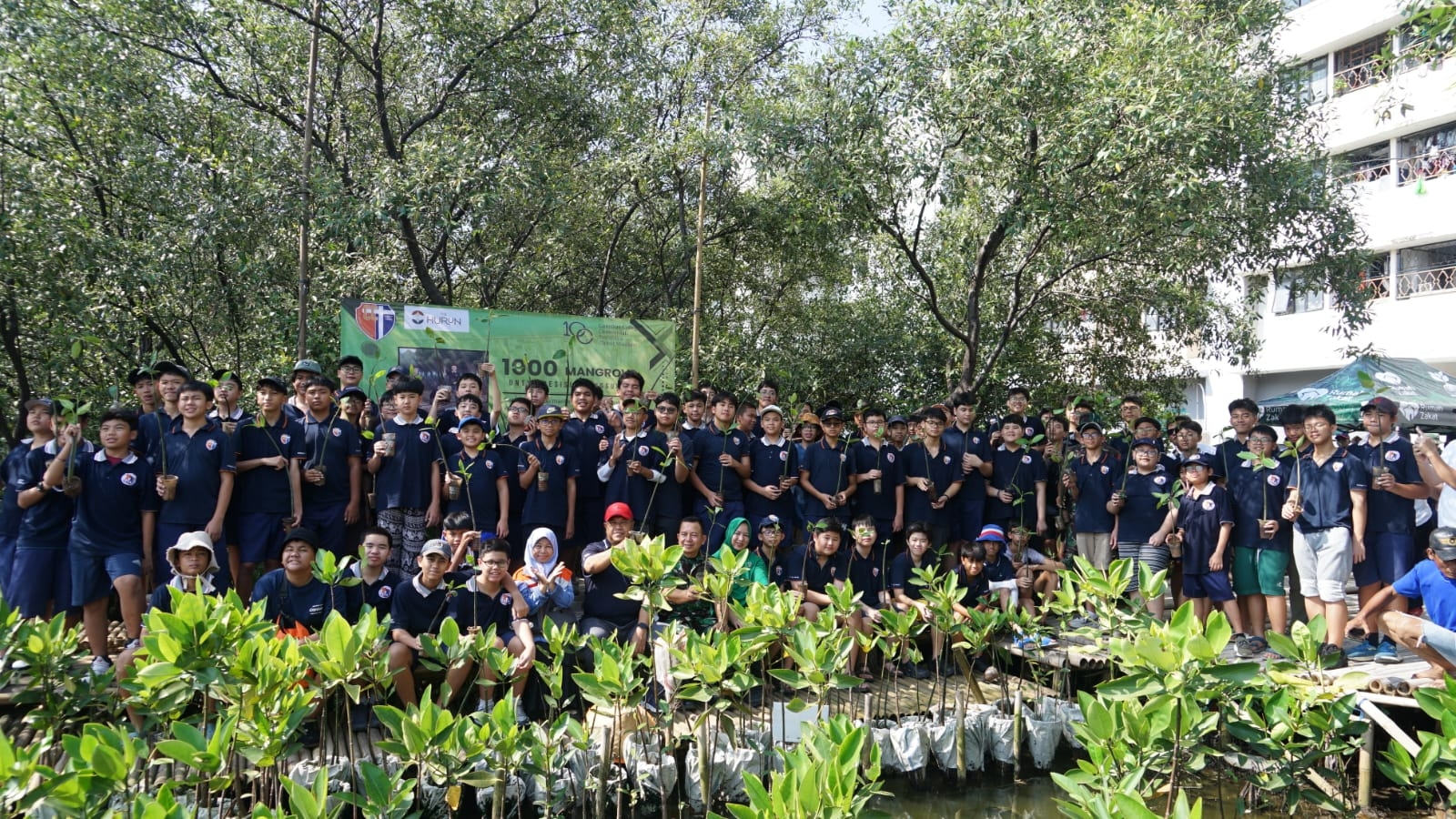 Perayaan Satu Abad, Siswa SMP Kolese Kanisius Tanam 1.000 Mangrove di Marunda