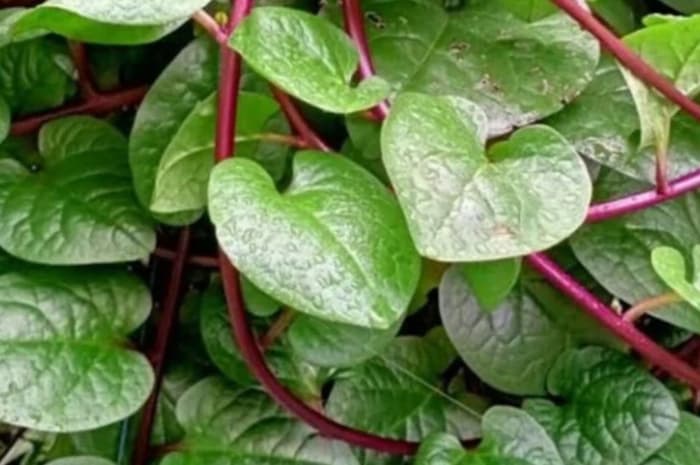 5 Manfaat Daun Binahong untuk Kulit, Rahasia Alami Wajah Cerah yang Jarang Diketahui!