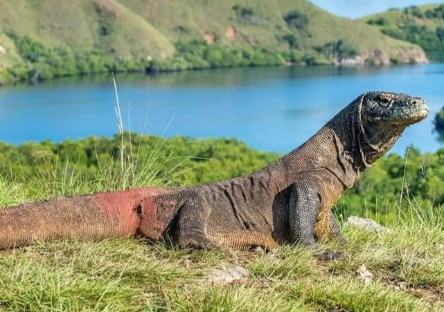 Indonesia Pinjamkan Komodo ke Jepang dalam Program Breeding Loan