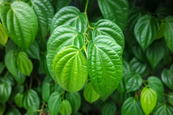 Jarang Diketahui! Manfaat Daun Sirih untuk Kesehatan yang Bisa Bikin Kamu Tak Percaya