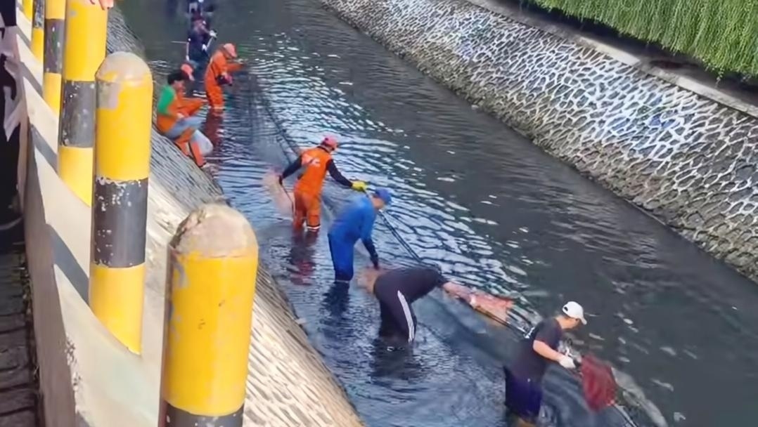 Pemprov DKI Bakal Gelar Aksi Serentak Basmi Ikan Sapu-Sapu pada Jumat Besok, Ini Alasannya
