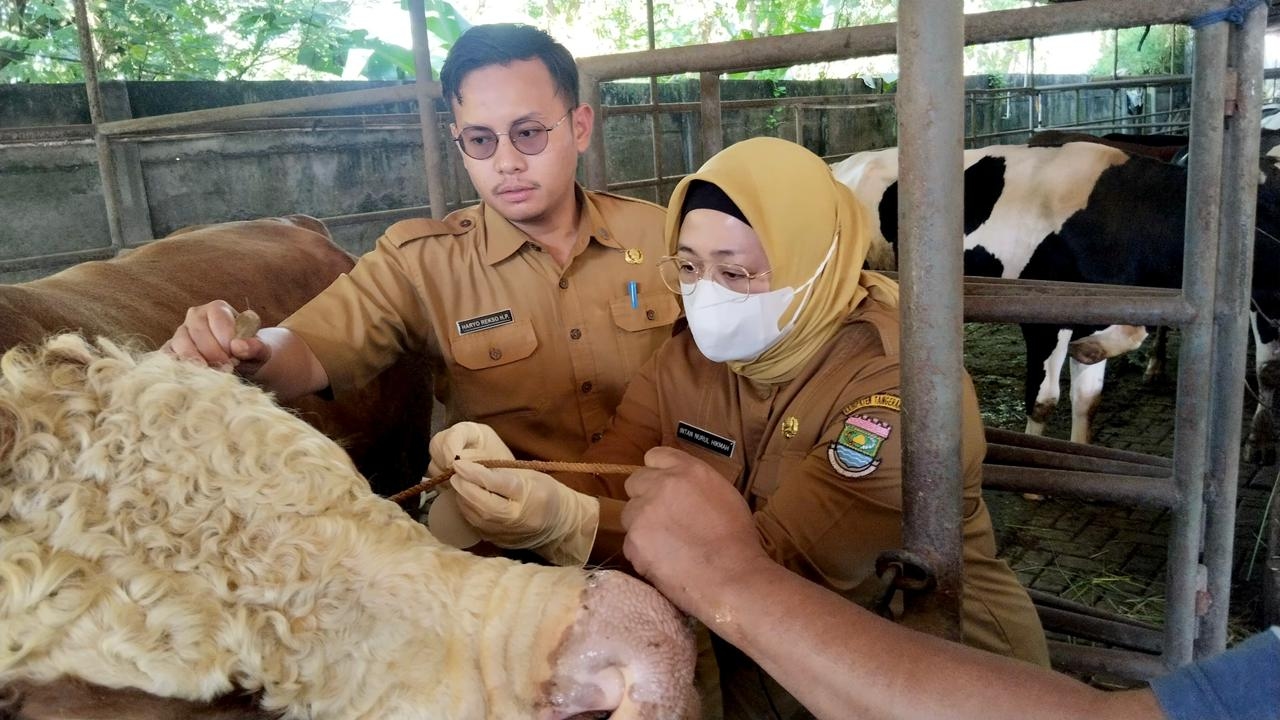 Monitoring di Pagedangan, Wabup Tangerang Pastikan Seluruh Hewan Kurban Idul Adha 2026 Sehat dan Halal
