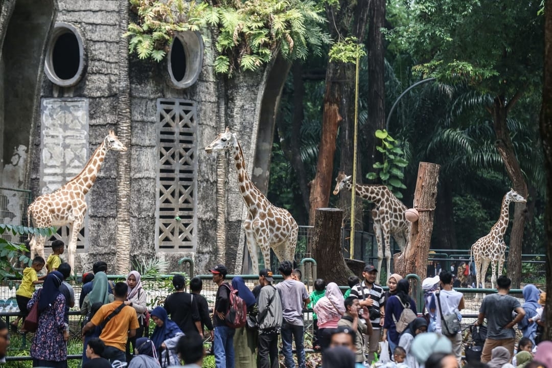 Tarif Masuk Ragunan Diusulkan Naik hingga Rp 10 Ribu, Pramono: Terlalu Murah dari Kebun Binatang Lain
