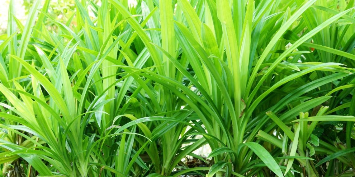 Tak Hanya Dijadikan Pengharum Makanan, Ini 7 Manfaat Daun Pandan untuk Kesehatan