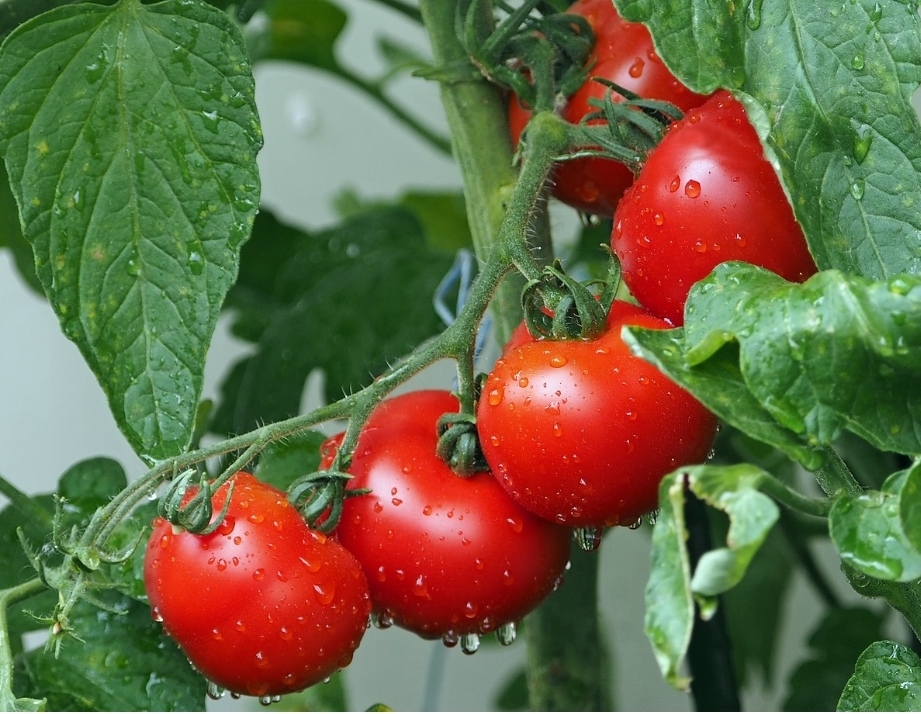 Tomat Termasuk Buah Atau Sayur? Simak Penjelasan Lengkapnya Ini