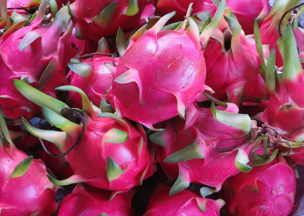 Mulai dari Meningkatkan Produksi Kolagen hingga Anti Aging, Ini 9 Manfaat Buah Naga untuk Kecantikan