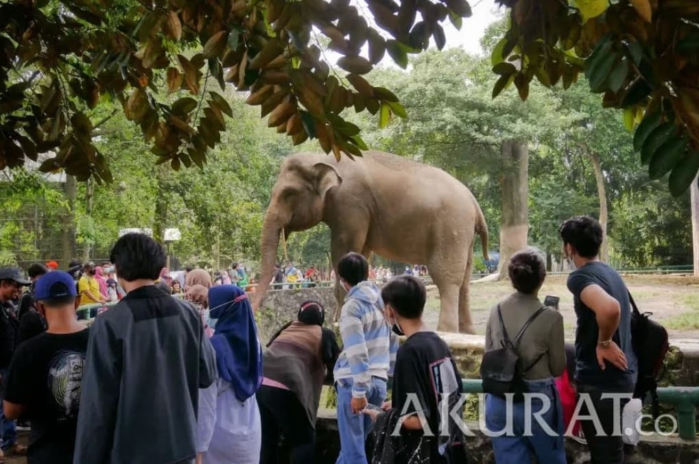 Liburan Murah Kebun Binatang Ragunan Nonton Atraksi Menarik, Ini Lokasi Tiket dan Rute
