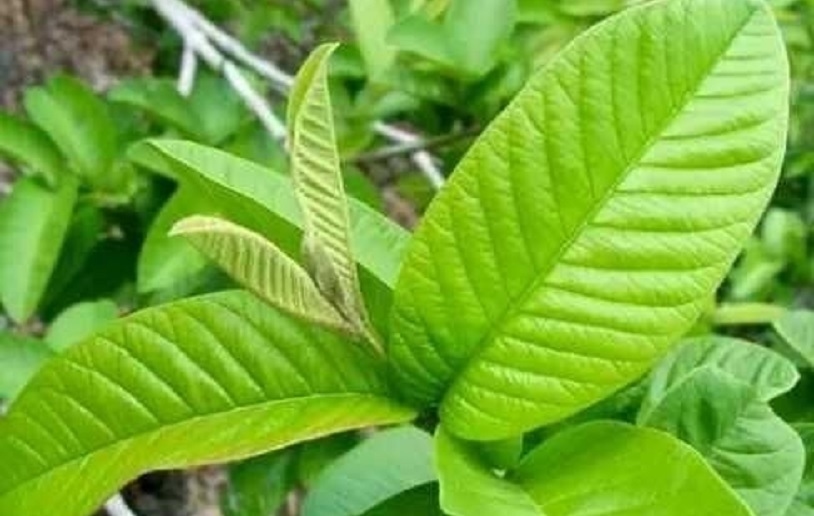 5 Manfaat Daun Jambu Biji untuk Kesehatan Pencernaan