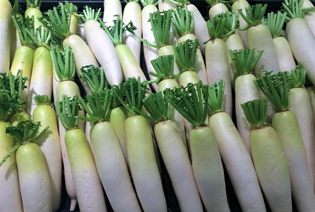 Catat! Ini Cara Mengolah Lobak Agar Tidak Pahit