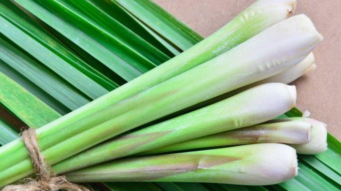 Selain Memiliki Banyak Manfaat, Serai atau Sereh Juga Bisa Membahayakan Kesehatan, Berikut Efek Sampingnya Bagi Tubuh