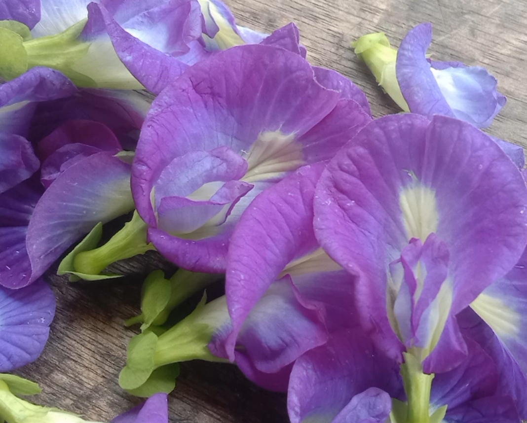 10 Manfaat Bunga Talang untuk Kesehatan Tubuh