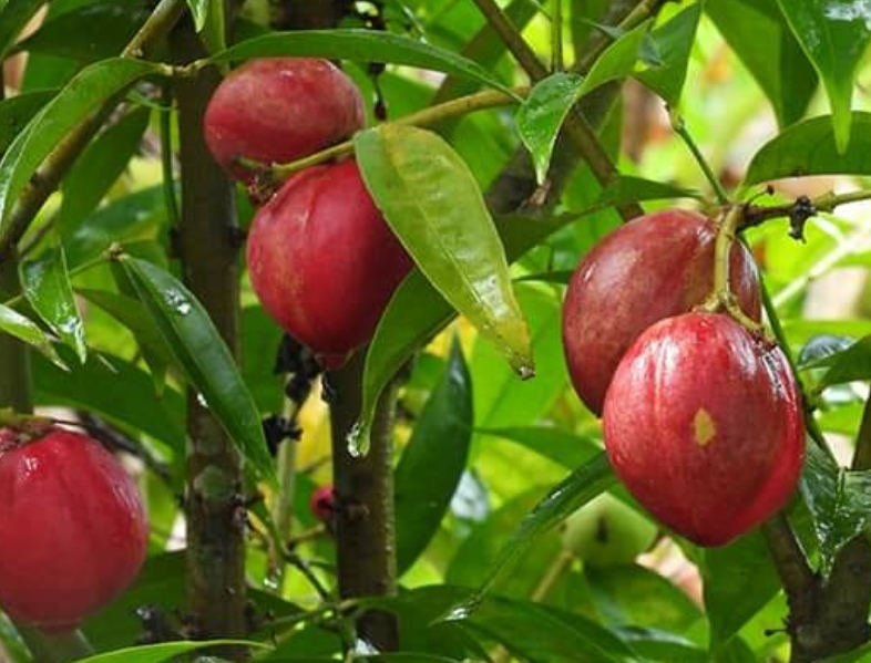 Buah Mahkota Dewa Punya Banyak Khasiat untuk Kesehatan, Tidak Bisa Dimakan Sembarangan
