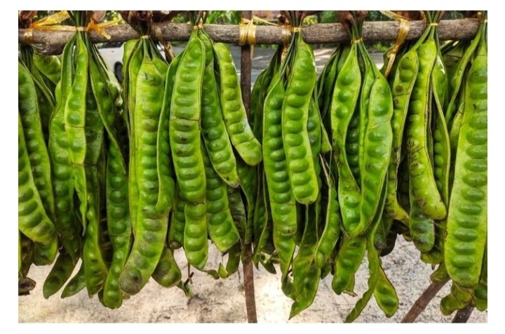 5 Manfaat Petai untuk Kesehatan, Menurunkan Gula Darah hingga Menjaga Daya Tahan Tubuh