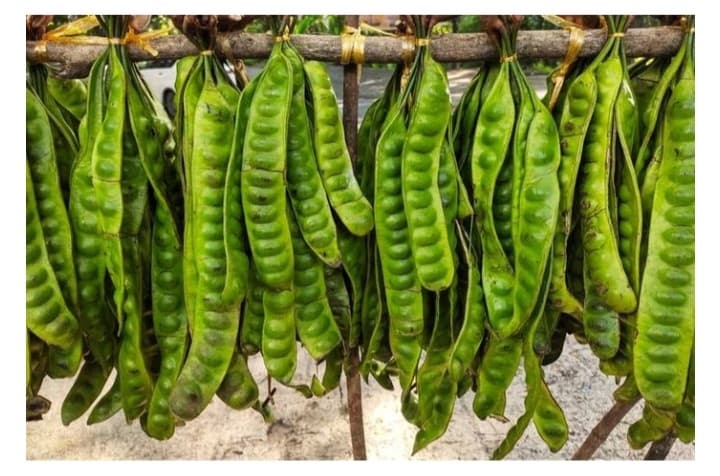 5 Manfaat Petai untuk Kesehatan, Menurunkan Gula Darah hingga Menjaga Daya Tahan Tubuh