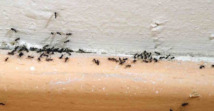 10 Cara Tradisional Usir Semut dari Rumah, Metode Alami dan Ramah Lingkungan