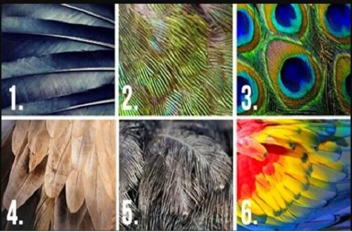 Tes Kepribadian: Pilih Satu Gambar Bulu Ini untuk Mengetahui Sifat Tersembunyi Dalam Dirimu
